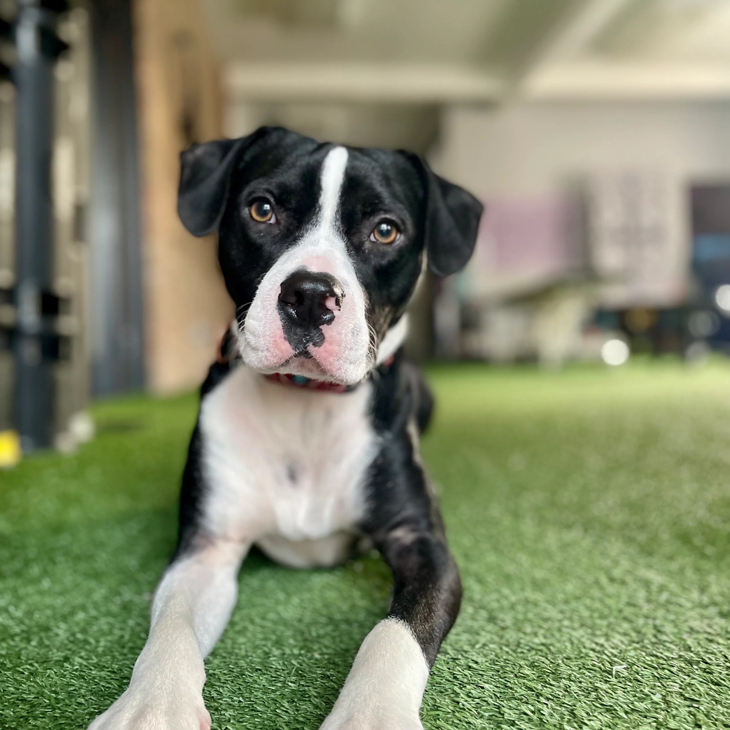 Otis